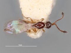 Monelata aegyptiaca by the Smithsonian. Used under a CC0 license.