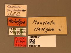 Monelata clavigera by the Smithsonian. Used under a CC0 license.