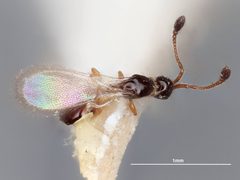 Monelata clavigera by the Smithsonian. Used under a CC0 license.