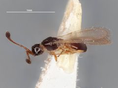 Monelata clavigera by the Smithsonian. Used under a CC0 license.