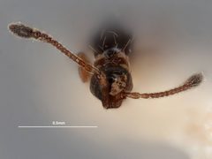Monelata palipes by the Smithsonian. Used under a CC0 license.