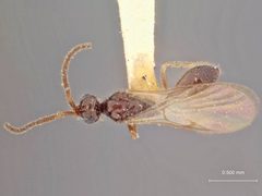 Pantoclis picipes by the Smithsonian. Used under a CC0 license.