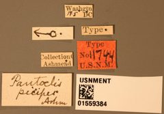 Pantoclis picipes by the Smithsonian. Used under a CC0 license.