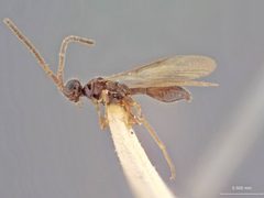Pantoclis picipes by the Smithsonian. Used under a CC0 license.