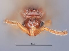 Pantoclis rufescens by the Smithsonian. Used under a CC0 license.