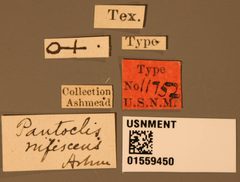 Pantoclis rufescens by the Smithsonian. Used under a CC0 license.