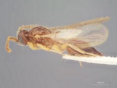 Pantoclis rufescens by the Smithsonian. Used under a CC0 license.