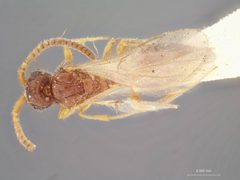 Pantoclis rufescens by the Smithsonian. Used under a CC0 license.