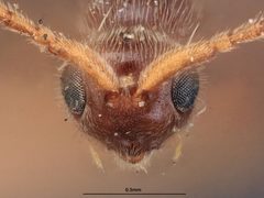 Pantoclis ruficauda by the Smithsonian. Used under a CC0 license.
