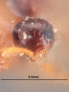 Paramesius parvulus by the Smithsonian. Used under a CC0 license.