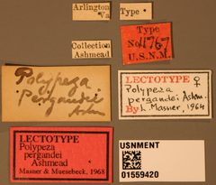 Polypeza pergandei by the Smithsonian. Used under a CC0 license.
