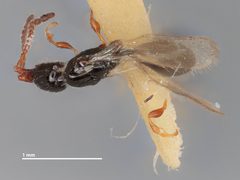 Psilus pusillus by the Smithsonian. Used under a CC0 license.