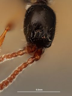 Psilus pusillus by the Smithsonian. Used under a CC0 license.