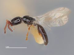 Psilus pusillus by the Smithsonian. Used under a CC0 license.