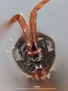 Spilomicrus virginicus by the Smithsonian. Used under a CC0 license.