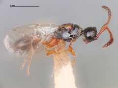 Spilomicrus virginicus by the Smithsonian. Used under a CC0 license.