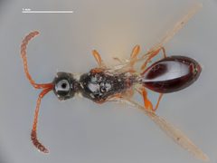 Spilomicrus virginicus by the Smithsonian. Used under a CC0 license.