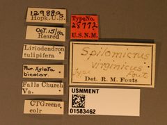 Spilomicrus virginicus by the Smithsonian. Used under a CC0 license.