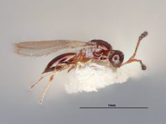 Trichopria cheopis by the Smithsonian. Used under a CC0 license.