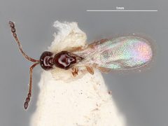 Trichopria cheopis by the Smithsonian. Used under a CC0 license.