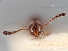 Trichopria cheopis by the Smithsonian. Used under a CC0 license.