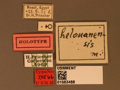 Trichopria helonauensis by the Smithsonian. Used under a CC0 license.
