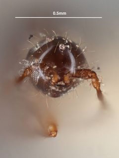 Trichopria helonauensis by the Smithsonian. Used under a CC0 license.
