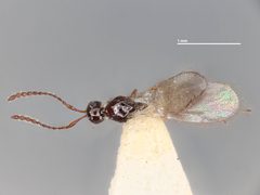 Trichopria helonauensis by the Smithsonian. Used under a CC0 license.
