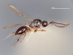 Trichopria helonauensis by the Smithsonian. Used under a CC0 license.