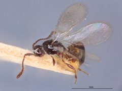Trichopria popenoei by the Smithsonian. Used under a CC0 license.
