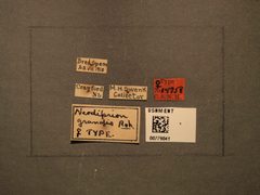 Diprion grandis by the Smithsonian. Used under a CC0 license.
