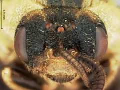Diprion hutacharernae by the Smithsonian. Used under a CC0 license.