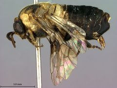 Diprion hutacharernae by the Smithsonian. Used under a CC0 license.