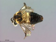 Diprion hutacharernae by the Smithsonian. Used under a CC0 license.