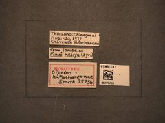 Diprion hutacharernae by the Smithsonian. Used under a CC0 license.