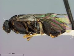 Gilpinia disa by the Smithsonian. Used under a CC0 license.