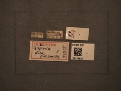 Gilpinia disa by the Smithsonian. Used under a CC0 license.