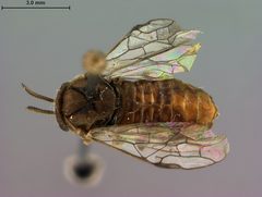 Gilpinia paitooni by the Smithsonian. Used under a CC0 license.