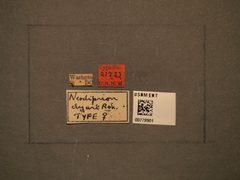 Neodiprion dyari by the Smithsonian. Used under a CC0 license.