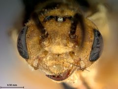 Neodiprion edulicolus by the Smithsonian. Used under a CC0 license.