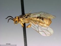 Neodiprion edulicolus by the Smithsonian. Used under a CC0 license.