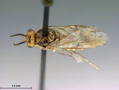 Neodiprion edulicolus by the Smithsonian. Used under a CC0 license.