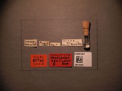 Neodiprion edulicolus by the Smithsonian. Used under a CC0 license.