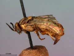 Neodiprion excitans by the Smithsonian. Used under a CC0 license.