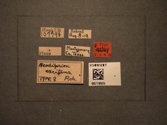 Neodiprion excitans by the Smithsonian. Used under a CC0 license.