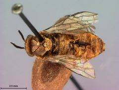 Neodiprion excitans by the Smithsonian. Used under a CC0 license.