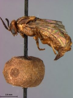 Neodiprion excitans by the Smithsonian. Used under a CC0 license.