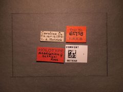 Neodiprion hetricki by the Smithsonian. Used under a CC0 license.