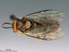 Neodiprion hetricki by the Smithsonian. Used under a CC0 license.