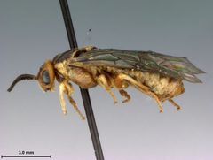 Neodiprion hetricki by the Smithsonian. Used under a CC0 license.